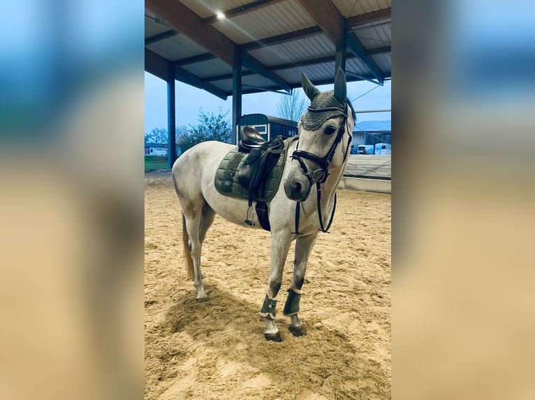 Trakehner Giumenta 7 Anni 169 cm Grigio in Hainsfarth