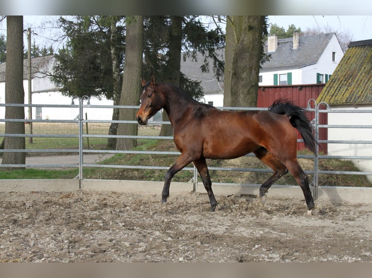 Trakehner Giumenta 7 Anni 170 cm Baio in Weisel