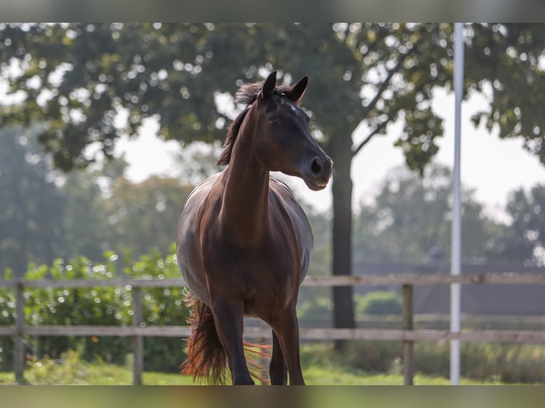 Trakehner Giumenta 7 Anni 170 cm Morello in Overloon