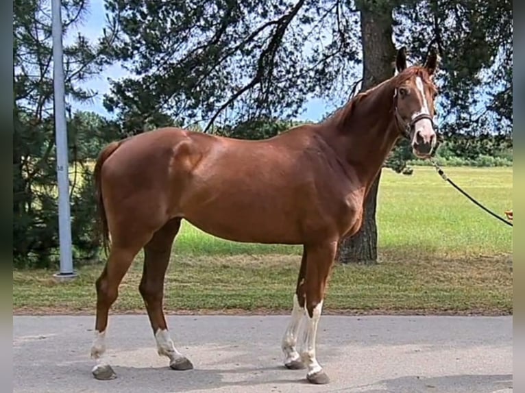 Trakehner Giumenta 7 Anni 173 cm Sauro in Großostheim