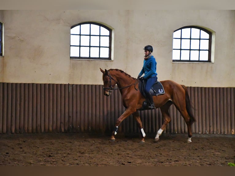 Trakehner Giumenta 7 Anni 175 cm Sauro in Sarnowo