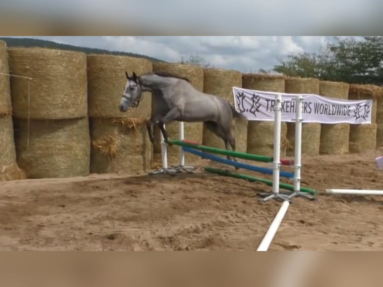 Trakehner Giumenta 8 Anni 161 cm Grigio in Aytos