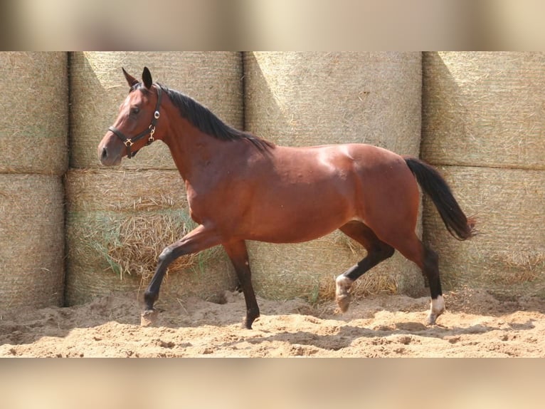 Trakehner Giumenta 8 Anni 162 cm Baio in Aytos