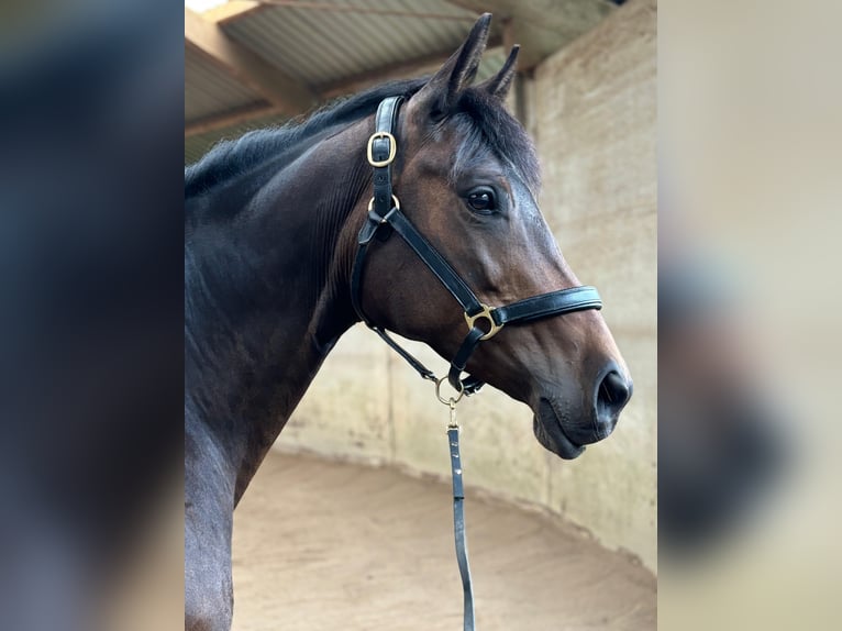 Trakehner Giumenta 8 Anni 162 cm Baio scuro in Ottendorf