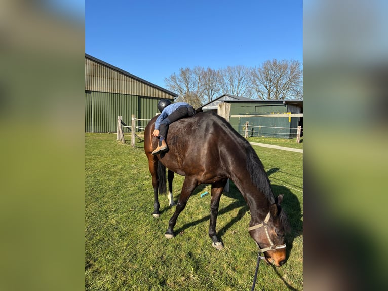 Trakehner Giumenta 8 Anni 162 cm Baio scuro in Ottendorf