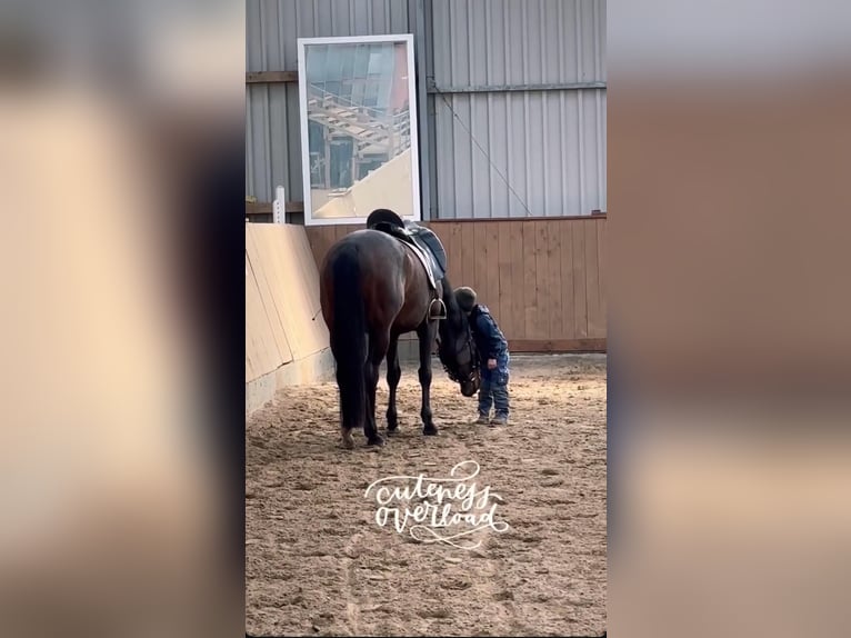Trakehner Giumenta 8 Anni 162 cm Baio scuro in Ottendorf