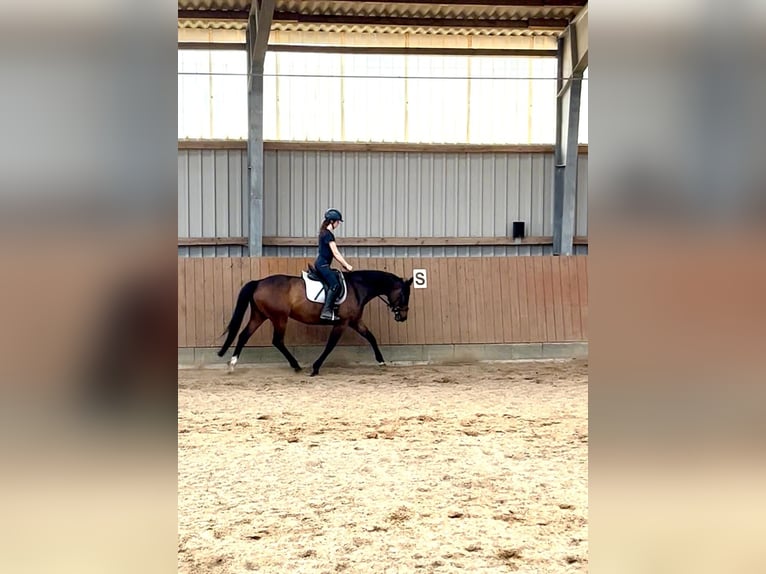 Trakehner Giumenta 8 Anni 162 cm Baio scuro in Ottendorf