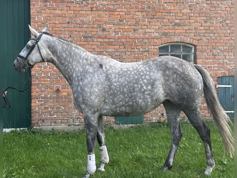 Trakehner Giumenta 8 Anni 168 cm Grigio pezzato in Vechta