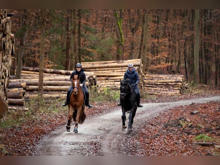 Trakehner Giumenta 8 Anni 171 cm Sauro in Wolfhagen
