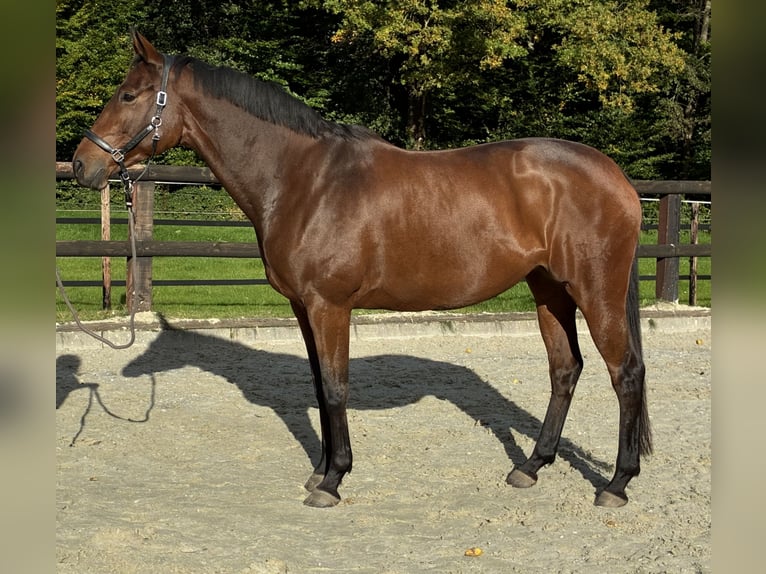 Trakehner Giumenta 8 Anni 172 cm Baio in Hamburg Volksdorf