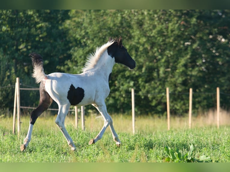 Trakehner Giumenta 8 Anni Pezzato in Fleischwangen