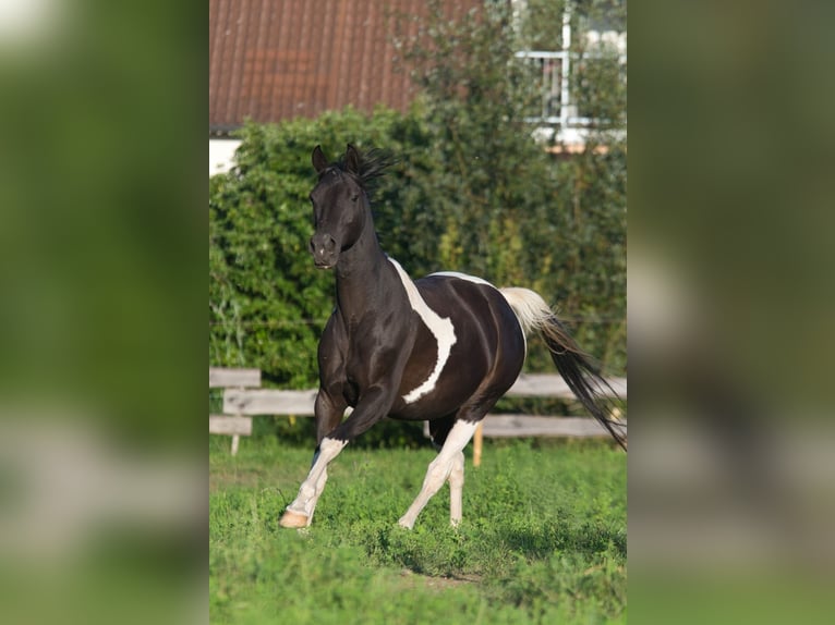 Trakehner Giumenta 8 Anni Pezzato in Fleischwangen
