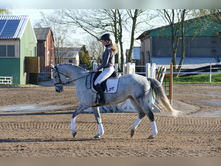 Trakehner Giumenta 9 Anni 160 cm Grigio in Ganschow