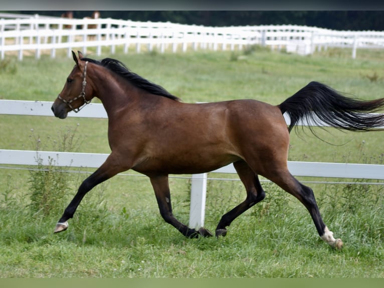 Trakehner Giumenta 9 Anni 162 cm Baio in Bad Oldesloe