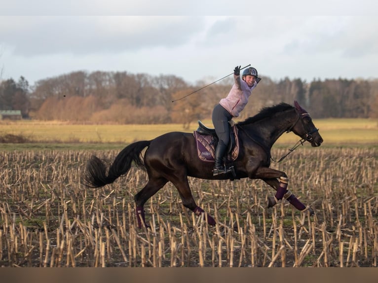 Trakehner Giumenta 9 Anni 162 cm Morello in Hohenlockstedt