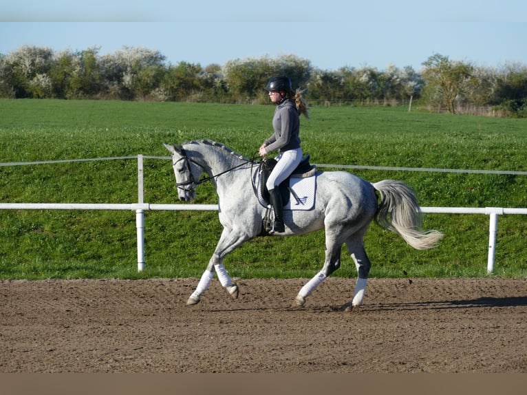 Trakehner Giumenta 9 Anni 164 cm Grigio in Ganschow