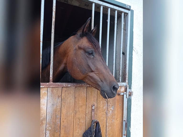 Trakehner Giumenta 9 Anni 165 cm Baio scuro in Höheischweiler