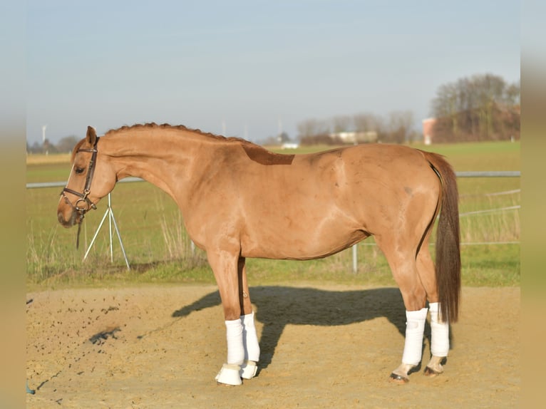 Trakehner Giumenta 9 Anni 165 cm Sauro in Geilenkirchen