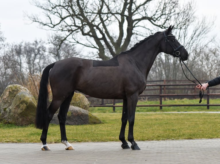 Trakehner Giumenta 9 Anni 166 cm Morello in Brodersdorf