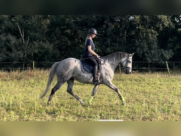 Trakehner Giumenta 9 Anni 168 cm Grigio pezzato in Vechta