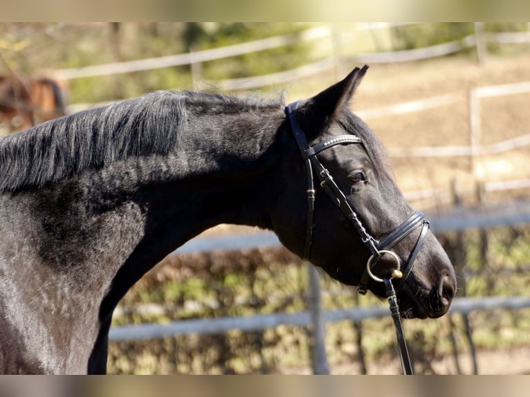 Trakehner Giumenta 9 Anni 168 cm Morello in Rückeroth