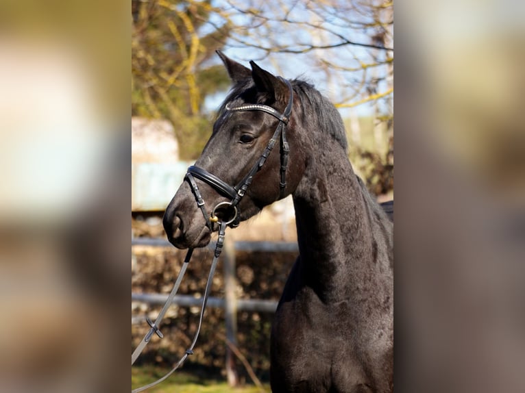 Trakehner Giumenta 9 Anni 168 cm Morello in Rückeroth