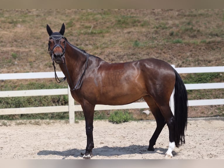 Trakehner Giumenta 9 Anni 169 cm Baio scuro in Aadorf