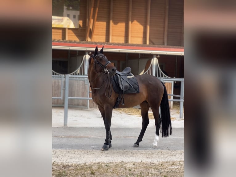 Trakehner Giumenta 9 Anni 169 cm Baio scuro in Aadorf