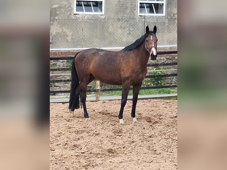 Trakehner Giumenta 9 Anni 171 cm Baio in Lage