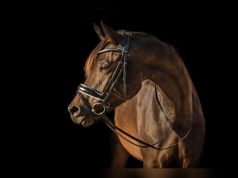 Trakehner Giumenta 9 Anni 172 cm Baio scuro in Schackensleben
