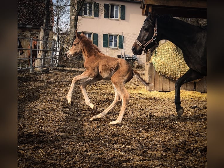 Trakehner Giumenta  155 cm Sauro in Weißenburg in BayernWeißenburg