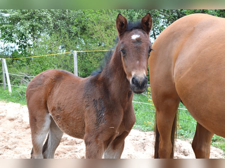 Trakehner Giumenta Puledri
 (04/2024) 164 cm Baio in Weißenburg in Bayern