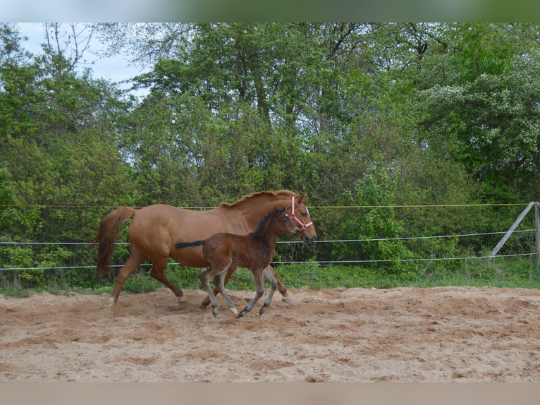 Trakehner Giumenta Puledri
 (04/2024) 164 cm Baio in Weißenburg in Bayern