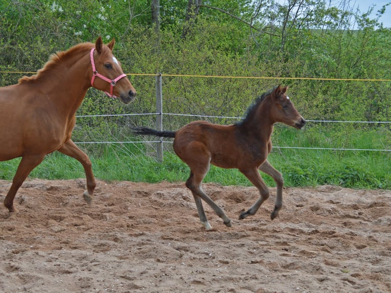 Trakehner Giumenta Puledri
 (04/2024) 164 cm Baio in Weißenburg in Bayern