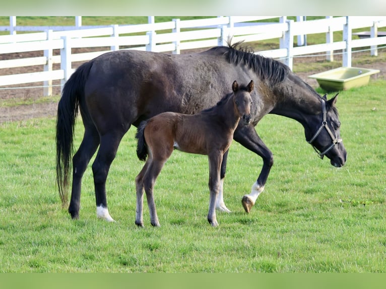 Trakehner Giumenta Puledri (04/2026) 164 cm Baio nero in Bad Oldesloe