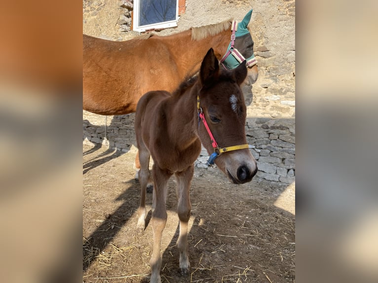 Trakehner Giumenta  165 cm Baio in Weißenburg in BayernWeißenburg