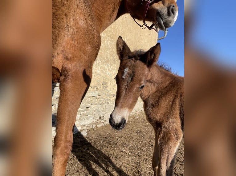 Trakehner Giumenta  165 cm Baio in Weißenburg in BayernWeißenburg