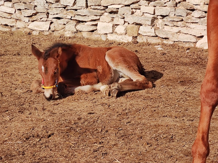 Trakehner Giumenta  165 cm Baio in Weißenburg in BayernWeißenburg