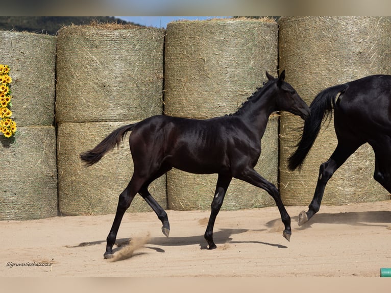 Trakehner Giumenta Puledri (03/2025) 165 cm Baio nero in Aytos
