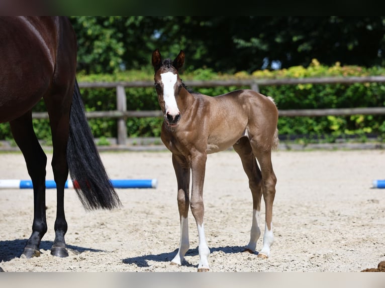 Trakehner Giumenta Puledri
 (05/2024) 166 cm Morello in Sperenberg