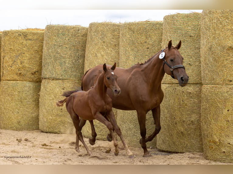 Trakehner Giumenta Puledri (05/2025) 166 cm Sauro in Aytos