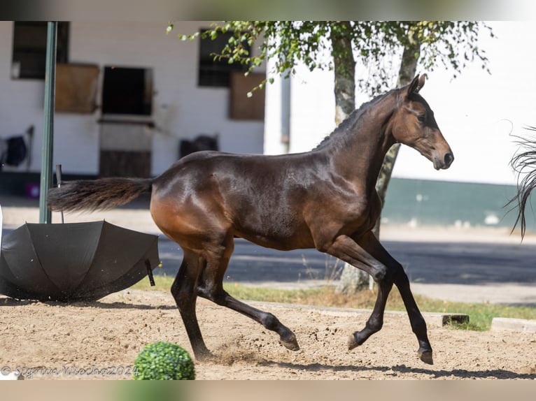 Trakehner Giumenta Puledri
 (05/2024) 168 cm Baio scuro in Marxen