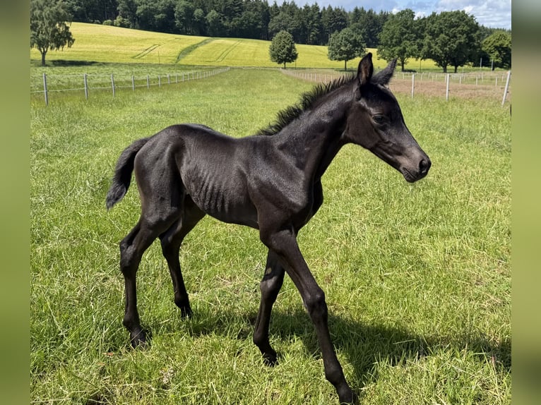 Trakehner Giumenta Puledri (06/2026) 168 cm Morello in Rosengarten