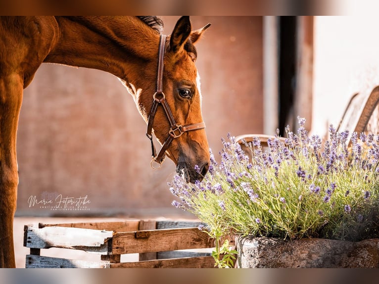 Trakehner Giumenta Puledri
 (05/2024) 170 cm Baio in Burgstädt