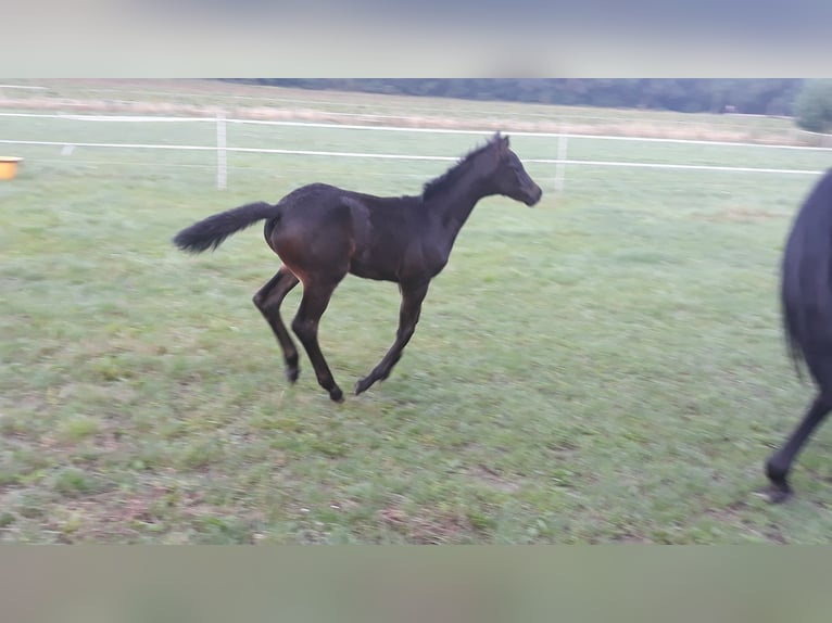 Trakehner Giumenta Puledri (06/2025) 170 cm Baio nero in Neu Krenzlin