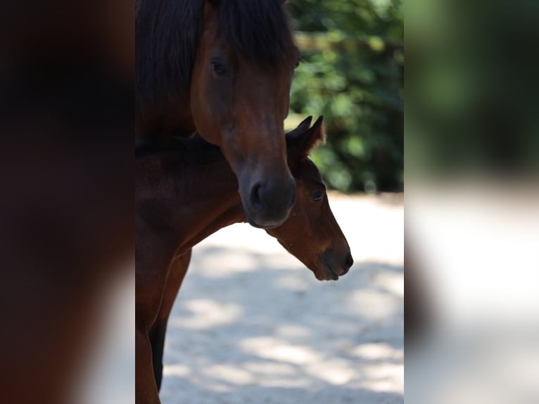 Trakehner Giumenta Puledri (06/2026) Baio in Reken