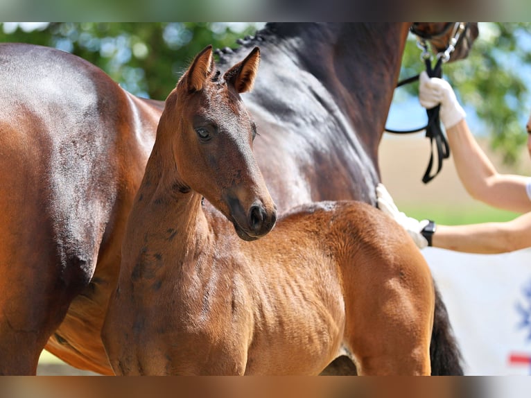 Trakehner Giumenta Puledri (04/2026) Baio in Annaberg-Lungötz