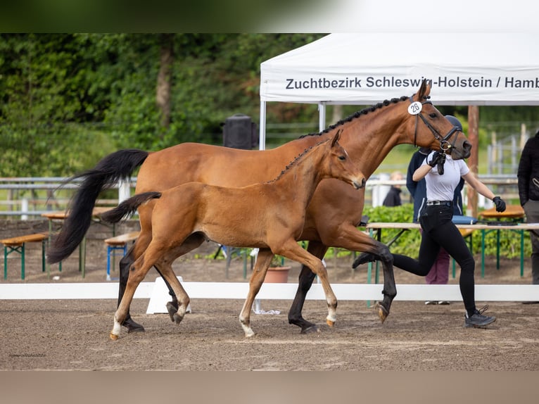 Trakehner Giumenta Puledri (03/2026) Baio in Immenstedt