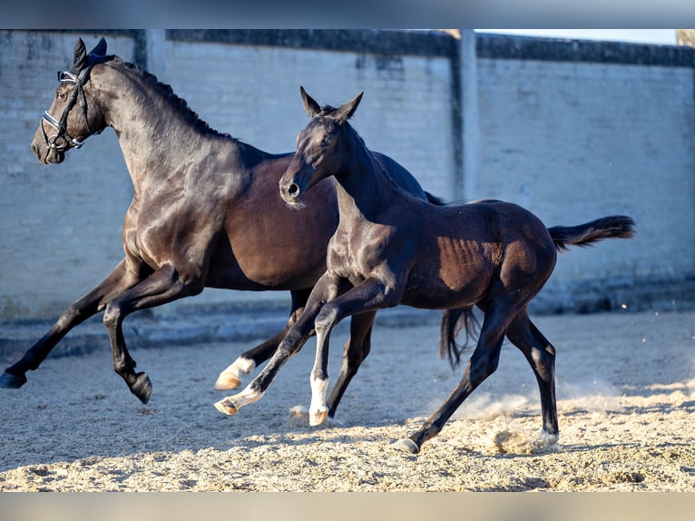 Trakehner Giumenta Puledri
 (04/2024) Baio nero in Allmannshofen