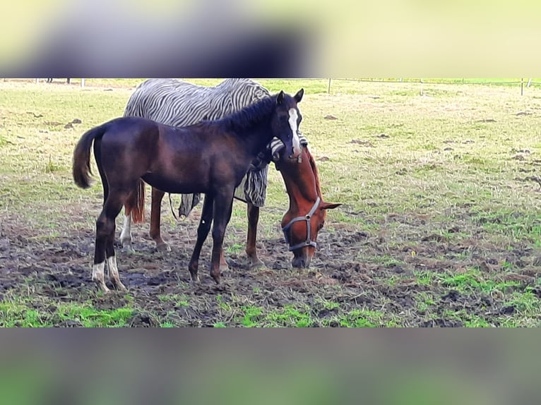 Trakehner Giumenta  Baio nero in Otterndorf